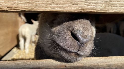 Close-up of a rabbit