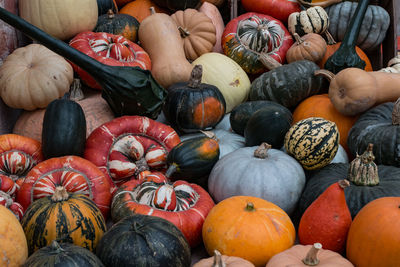 Close-up of squashes at tyntesfield