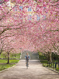 Woman cycling under blossoming trees