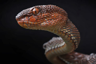 Close-up of snake