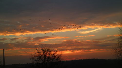 Low angle view of silhouette birds flying against sky during sunset