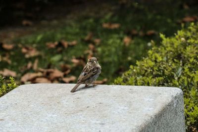 Close-up of bird perching outdoors