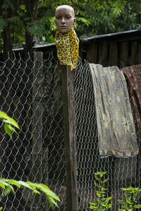 Close-up of metal fence against plants