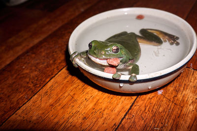 Common green tree frog has invaded a domestic dwelling house and is sitting in a pets dish of water.