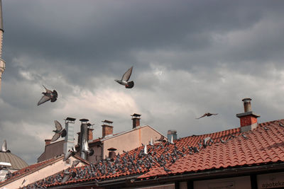 Low angle view of birds flying against sky