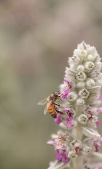 Close-up of bee pollinating on flower