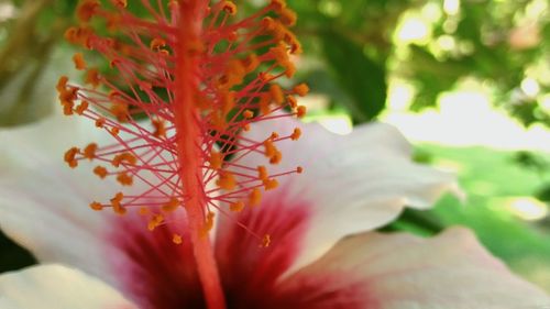 Close-up of red flowers