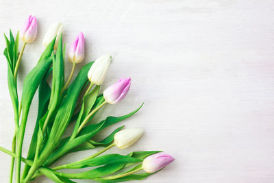 Close-up of pink tulips against white background