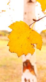 Close-up of insect on yellow leaf