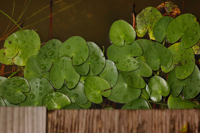 Close-up of wet leaves