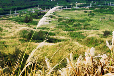 Scenic view of field