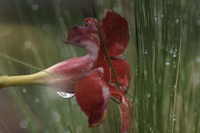 Close-up of wet red flower in rainy season