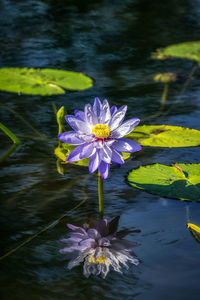 Close-up of lotus water lily in lake