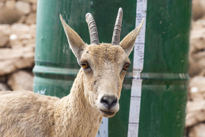 Close up of a capra ibex nubiana, nubian ibexes family near mitzpe ramon