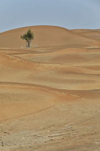 0265 isolated desert poplar-populus euphratica deciduous tree-taklamakan desert. xinjiang -china.