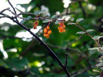 Close-up of orange fruits on tree