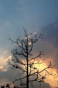 Low angle view of silhouette tree against sky during sunset