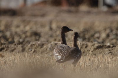 Swan in a field
