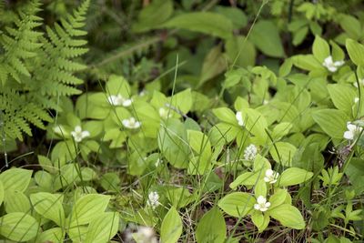 Plants growing on field