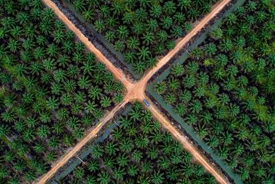 High angle view of agricultural field