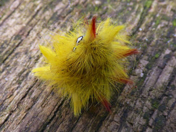 Close-up of insect on yellow leaf