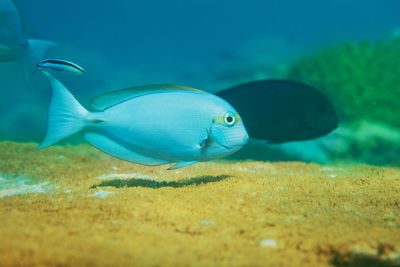 Fish swimming in sea