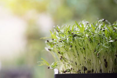 Close-up of fresh green plant in field