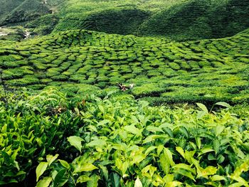 High angle view of corn field