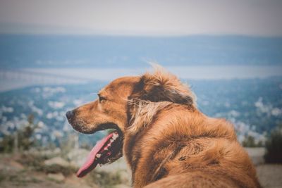 Close-up of dog by sea against sky