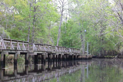 Bridge over river in forest