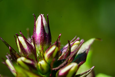 Close-up of pink flower buds