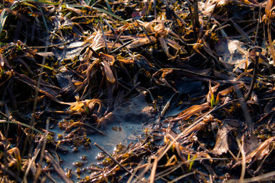 Close-up of plants