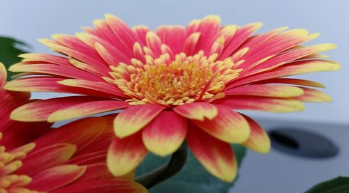 Close-up of yellow flower