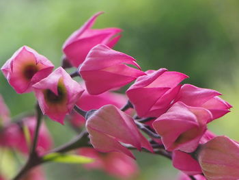 Close-up of pink rose flowers