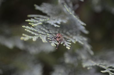 Close-up of insect on plant