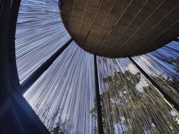 Low angle view of palm tree