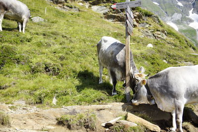 Cows in a field