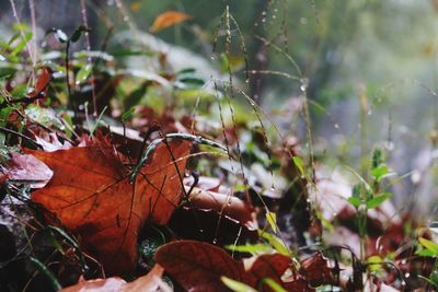 Close-up of leaves on plant