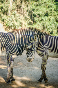 Zebras standing in a horse