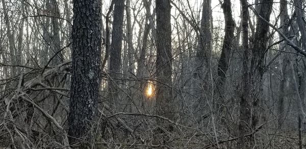 Low angle view of sunlight streaming through trees in forest