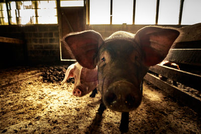 Portrait of cow standing