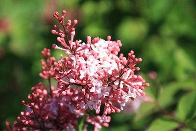 Close-up of pink flowering plant