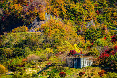 Trees in forest during autumn