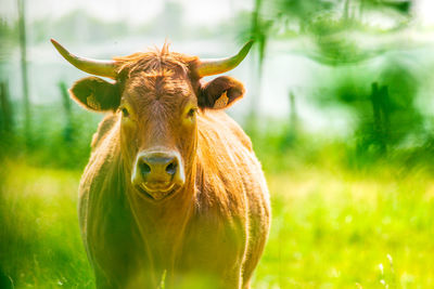 Portrait of red salers or limousine cow standing. photography taken in france