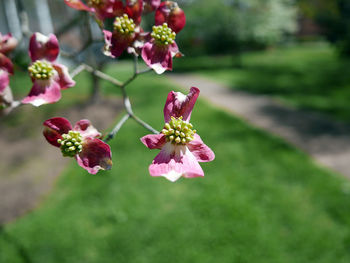 Close-up of pink flowering plant