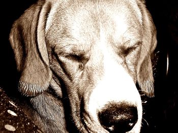 Close-up of dog sleeping