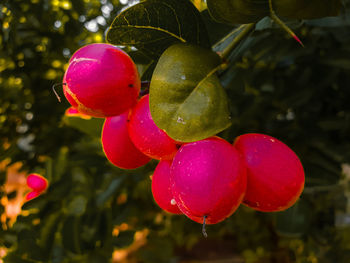 Close-up of strawberry growing on tree