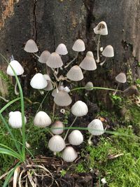 Mushrooms growing on field