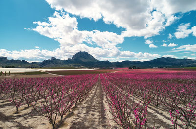 Panoramic view of flower field against sky