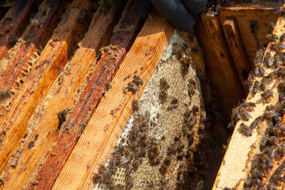 Close-up of honey bees